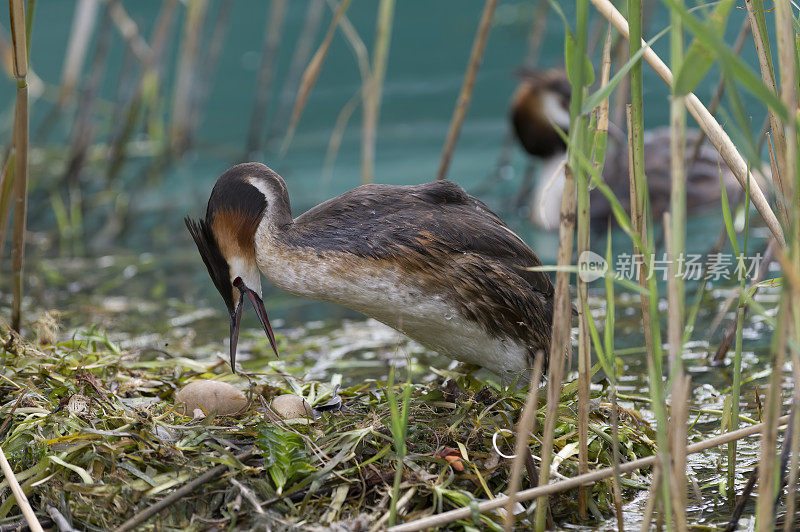 巢中的大冠鸊鸱(Podiceps cristatus)